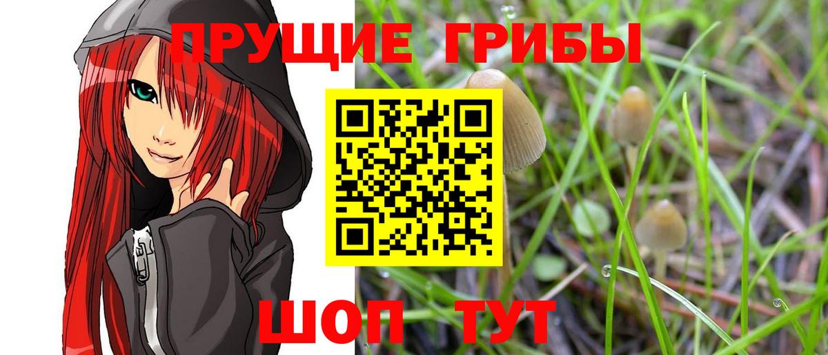 Галлюциногенные грибы GOLDEN TEACHER  Вход с VPN  Георгиевск  Псилоцибиновые грибы MAGIC MUSHROOMS 